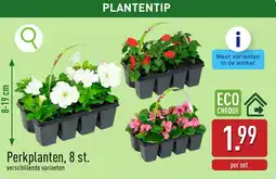 ALDI Perkplanten aanbieding
