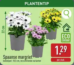 ALDI Spaanse margriet aanbieding