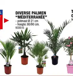 Hubo DIVERSE PALMEN “MÉDITERRANÉE” aanbieding