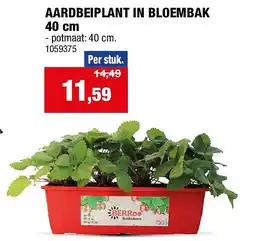 Hubo AARDBEIPLANT IN BLOEMBAK 40 cm aanbieding