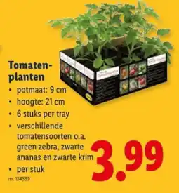 Lidl Tomatenplanten aanbieding