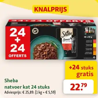 Sheba Natvoer Kat