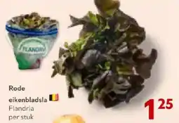 OKay Rode eikenbladsla Flandria aanbieding