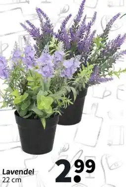 Wibra Lavendel aanbieding