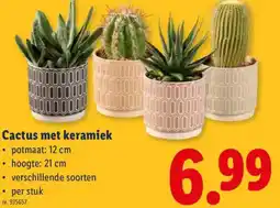 Lidl Cactus met keramiek aanbieding