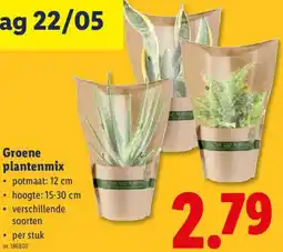 Lidl Groene plantenmix aanbieding