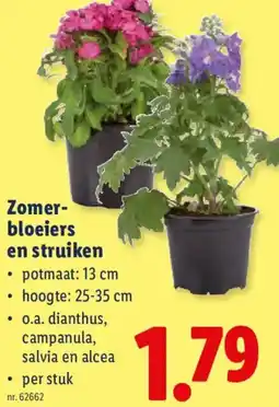 Lidl Zomerbloeiers en struiken aanbieding