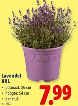 Lidl Lavendel XXL aanbieding