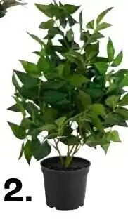 Kwantum Kunstplanten Nageia aanbieding