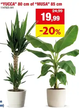 Hubo YUCCA of MUSA aanbieding