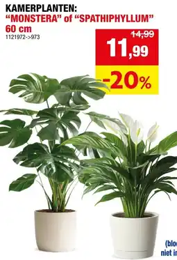 Hubo Kamerplanten: MONSTERA of SPATHIPHYLLUM aanbieding