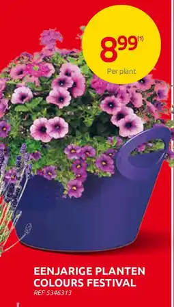 Brico Eenjarige Planten Colours Festival aanbieding