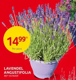 Brico Lavendel Angustifolia aanbieding