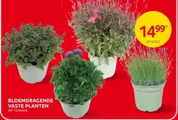 Brico Bloemdragende Vaste Planten aanbieding