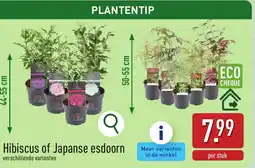 ALDI Hibiscus of Japanse esdoorn aanbieding
