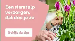 AVEVE Een siamtulp verzorgen, dat doe je zo aanbieding