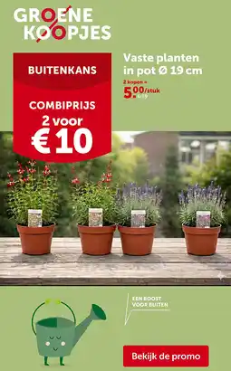 AVEVE Vaste planten in pot Ø 19cm aanbieding