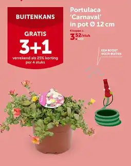 AVEVE Portulaca ‘Carnaval’ in pot Ø 12cm aanbieding