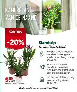 AVEVE Siamtulp Curcuma ‘Siam Sublime’ aanbieding