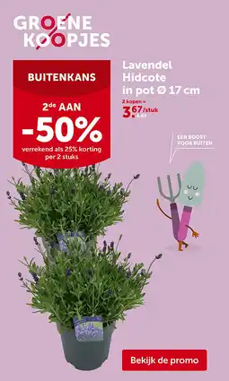 AVEVE Lavendel Hidcote in pot Ø 17 cm aanbieding