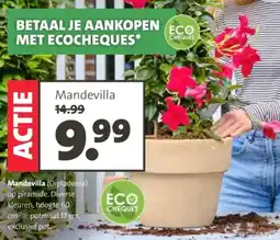 Intratuin Mandevilla aanbieding