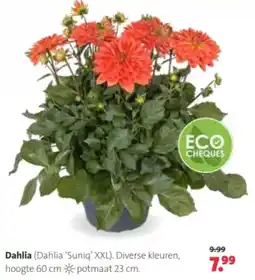 Intratuin Dahlia aanbieding
