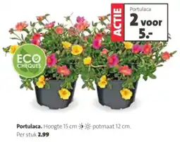 Intratuin Portulaca aanbieding