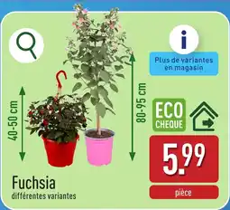 ALDI Fuchsia aanbieding