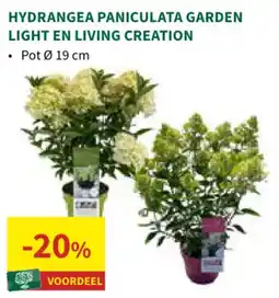 Horta Hydrangea paniculata garden light en living creation aanbieding