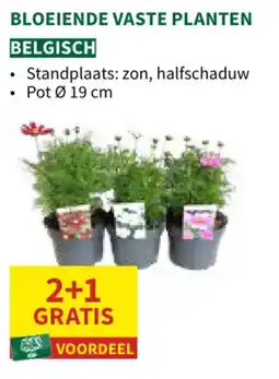 Horta Bloeiende vaste planten aanbieding