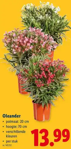 Lidl Oleander aanbieding