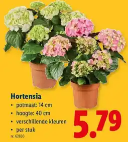 Lidl Hortensia aanbieding