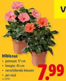 Lidl Hibiscus aanbieding
