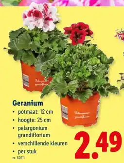 Lidl Geranium aanbieding