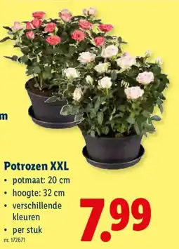 Lidl Potrozen XXL aanbieding