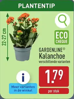 ALDI Gardenline Kalanchoe aanbieding