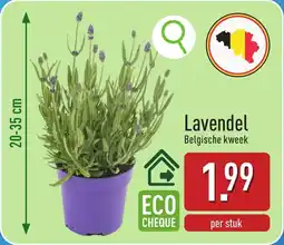 ALDI Lavendel aanbieding