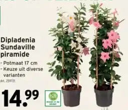 GAMMA Dipladenia Sundaville piramide aanbieding