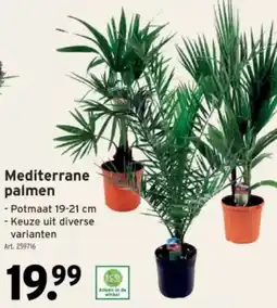 GAMMA Mediterrane Palmen aanbieding