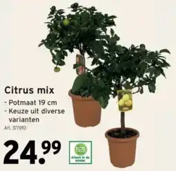 GAMMA Citrus Mix aanbieding