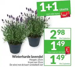 Intermarché Winterharde lavendel aanbieding