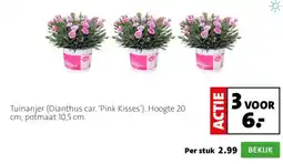 Intratuin Tuinanjer aanbieding