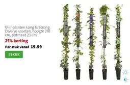 Intratuin Klimplanten Long & Strong aanbieding