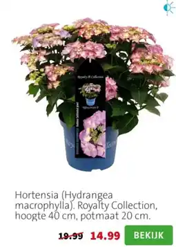 Intratuin Hortensia aanbieding