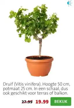 Intratuin Druif aanbieding