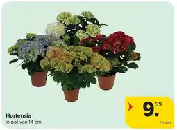 Carrefour Hortensia aanbieding