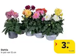 Carrefour Dahlia aanbieding