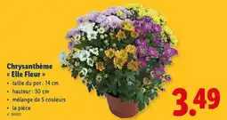 Lidl Chrysanthème Elle Fleur aanbieding