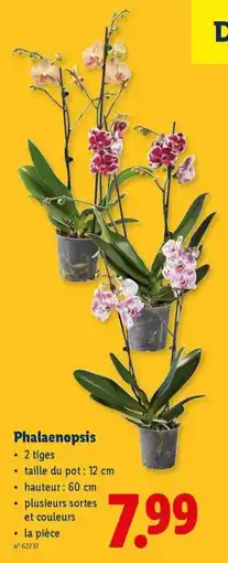 Lidl Phalaenopsis aanbieding