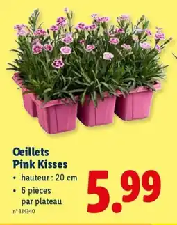 Lidl Oeillets Pink Kisses aanbieding